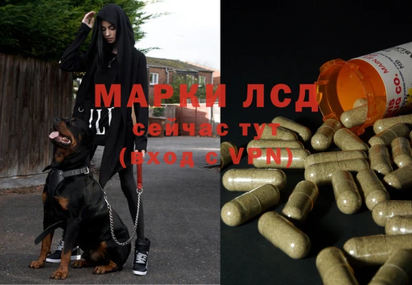 ПСИЛОЦИБИНОВЫЕ ГРИБЫ Аркадак